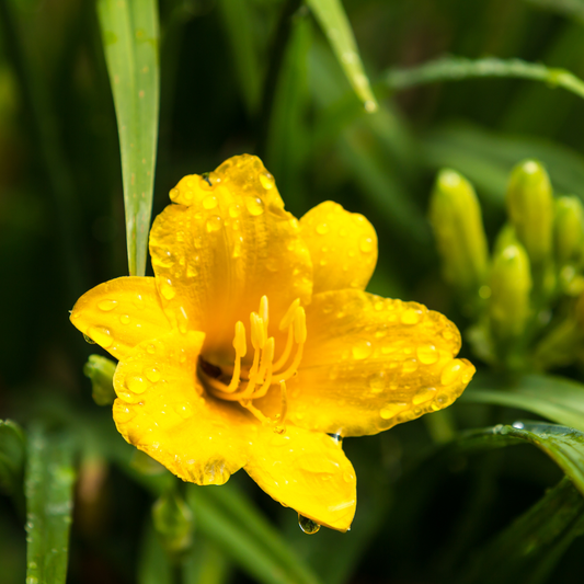 Hemerocallis Stella de Oro – 6 Pflanzen – Ø9cm – Höhe 10-25cm – Goldgelbe Taglilie – Dauerblühende Staude – Winterhart für Beet & Steingarten