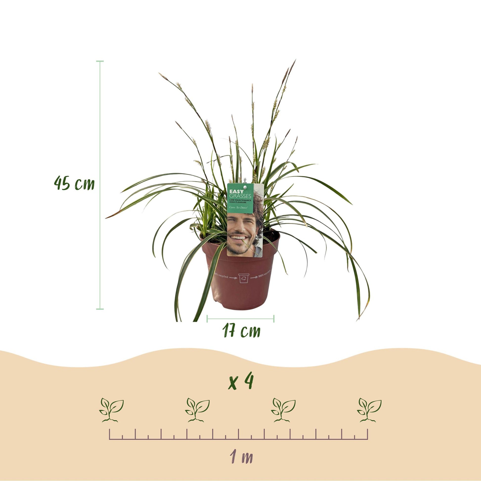 GreenboutiQ - Ziergräser - Carex morrowii Ice Dance - Weiß & Grün - 1 Pflanze - Immergrün - Winterhart - Topf 17cm Höhe 50cm 