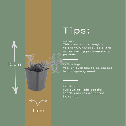 Phlox subulata Emerald Cushion Blue – 12 Pflanzen – Ø9cm – Höhe 10-25cm – Blauer Polsterphlox – Immergrüner Bodendecker – Für Steingarten & Beet