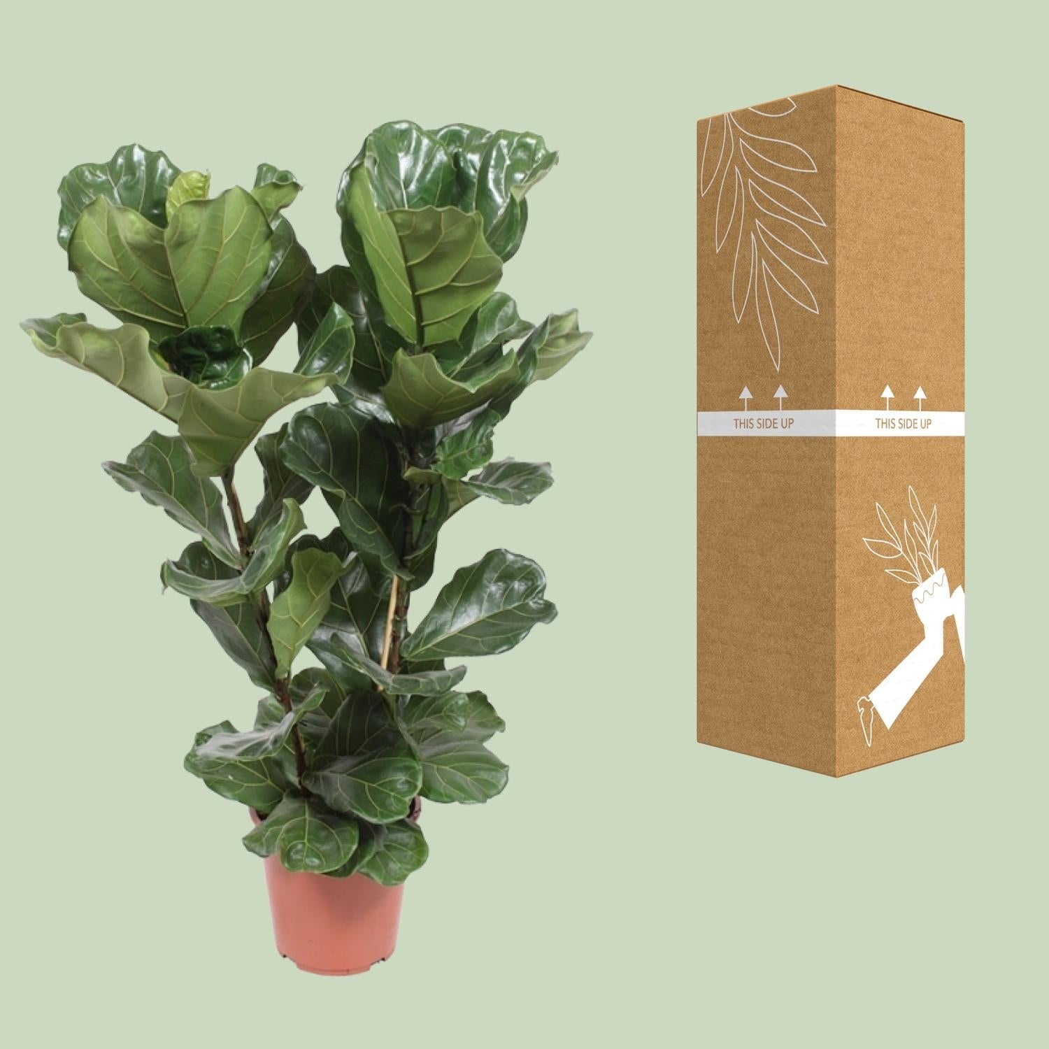 Geigen-Feige – Ficus Lyrata – Zimmerpflanze – Ø27cm – ↕100cm – Elegante Grünpflanze mit großen Blättern – Luftreinigend & pflegeleicht – Für helle Wohnräume 