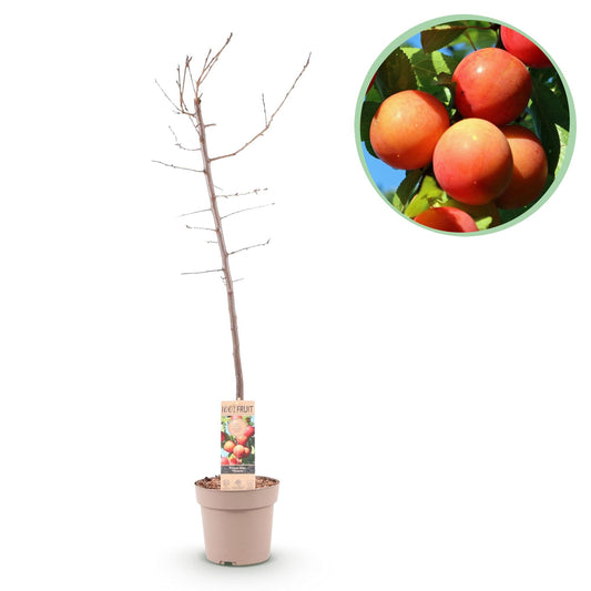 Pflaumenbaum Prunus domestica Victoria – Obstpflanze – Rote Pflaumen – 21 cm – Höhe 90 cm – Einfache Pflege – Sommerliche Ernte 
