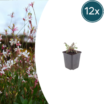 Gaura lindheimeri Siskiyou Pink – 12 Pflanzen – Ø9cm – Höhe 10-25cm – Prachtkerze – Kräftig rosafarbene Blüten – Für Beet, Präriegarten & Kübel