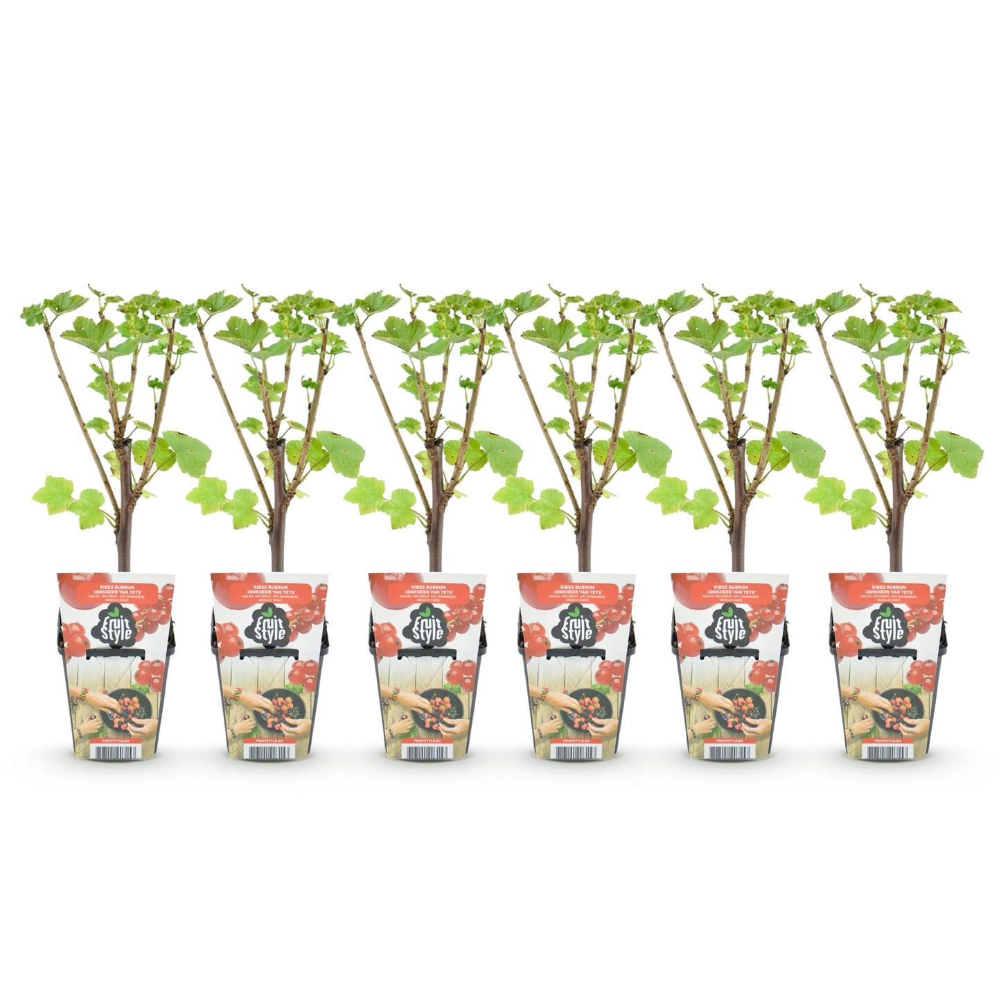 GreenboutiQ - Obstpflanzen - Rote Johannisbeere - Ribes rubrum Jonkheer van Tets - Winterhart - 6 Pflanzen - Topf 9 cm - Rote Johannisbeere 