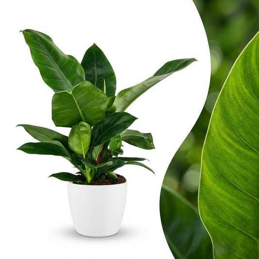Green boutiQ - Zimmerpflanze - Philodendron - Philodendron Imperial Green - Grün - Pflegeleicht - 1 Pflanze - mit weißem Übertopf - Topf 19cm - Höhe 65cm 