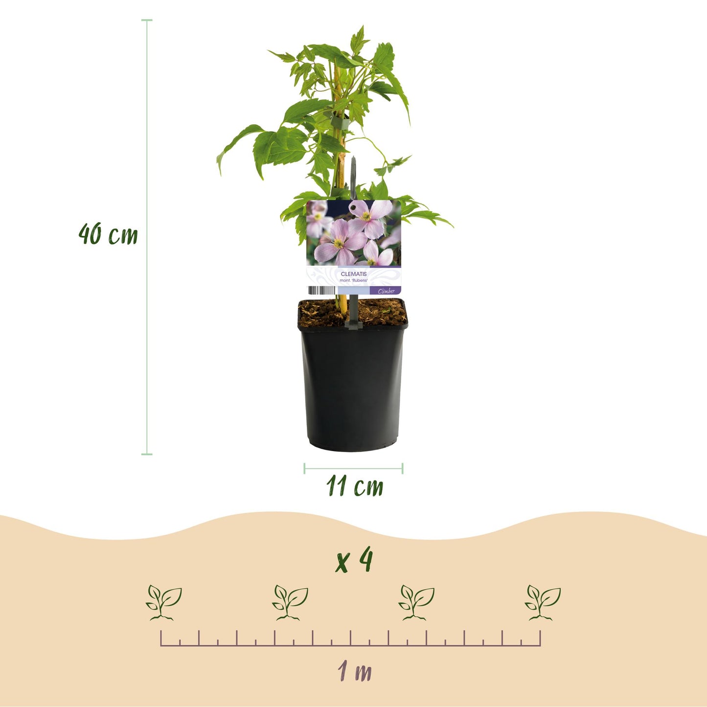 Kletterpflanze - Clematis montana Rubens - Blüte Rosa - Frühblühend - Wenig Pflege - 2 Pflanzen - Topf 11cm Höhe 40cm