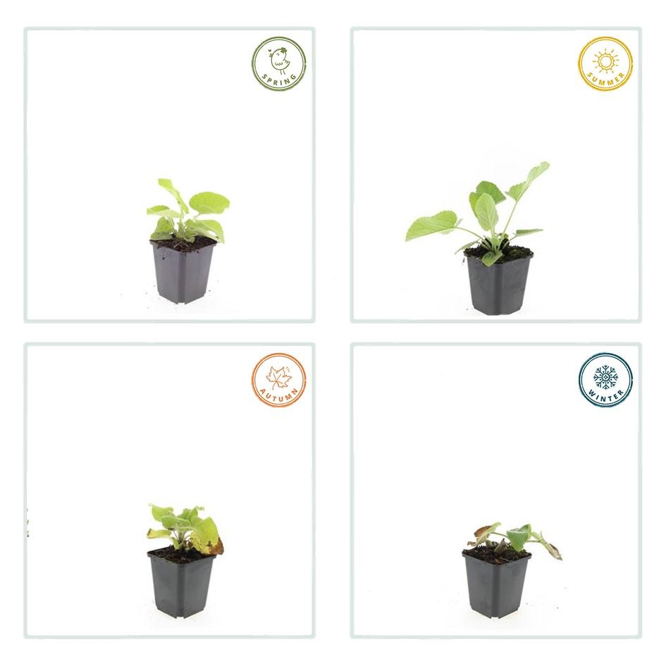 Russel-Brandkraut – Phlomis russeliana – 24 Pflanzen – Gelb blühende Staude – Sonnig bis halbschattig – Bienen- & Schmetterlingsfreundlich – Ø9cm – 10-25cm 