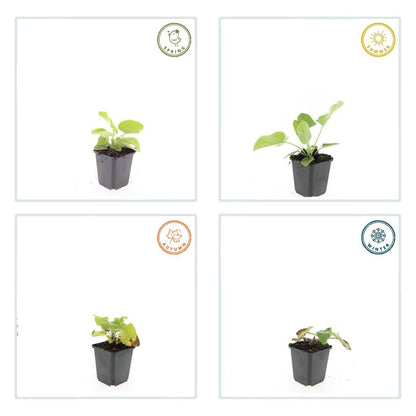 Russel-Brandkraut – Phlomis russeliana – 24 Pflanzen – Gelb blühende Staude – Sonnig bis halbschattig – Bienen- & Schmetterlingsfreundlich – Ø9cm – 10-25cm 