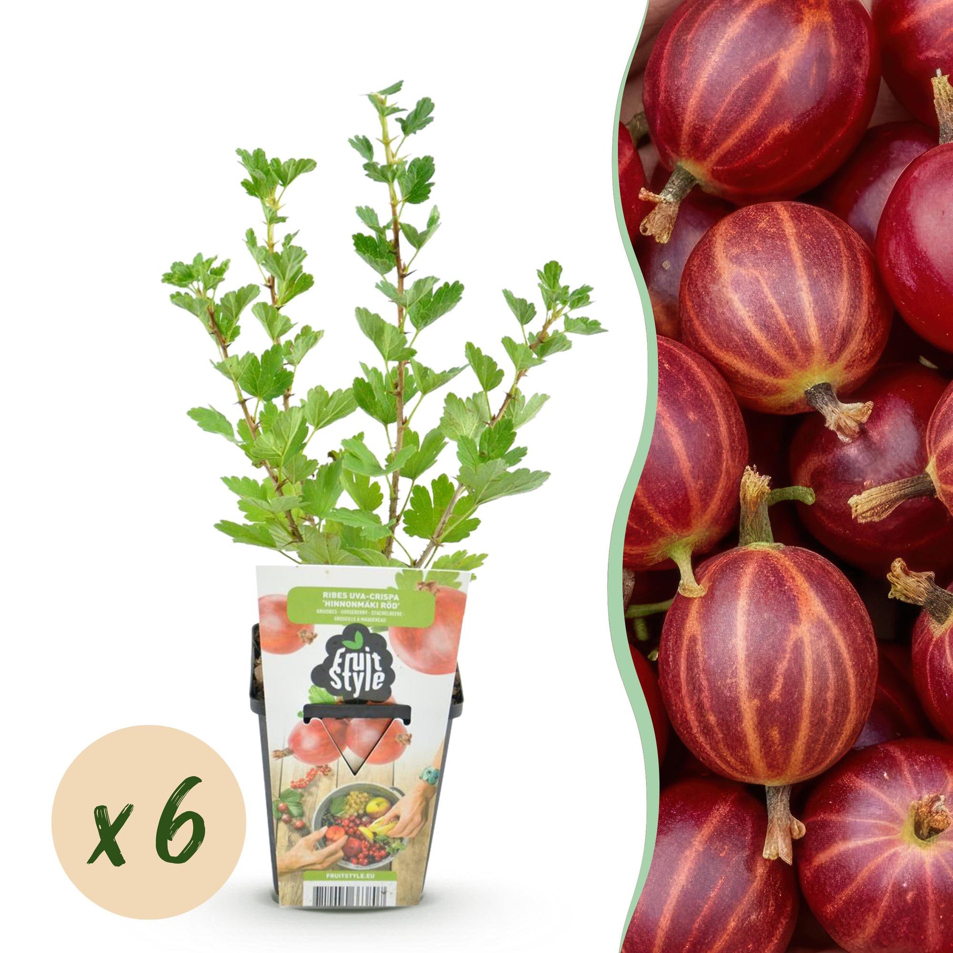 GreenboutiQ - Obstpflanzen - Jostabeere - Ribes uva-crispa Hinnonmaki Rod - Winterhart - 6 Pflanzen - Topf 9 cm - Rote Johannisbeere 