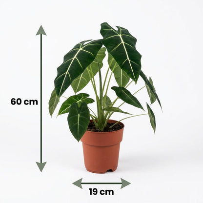 Green boutiQ - Zimmerpflanze - Elefantenohr - Alocasia Frydek - Grün - Pflegeleicht - 1 Pflanze - Topf 19cm - Höhe 60cm 