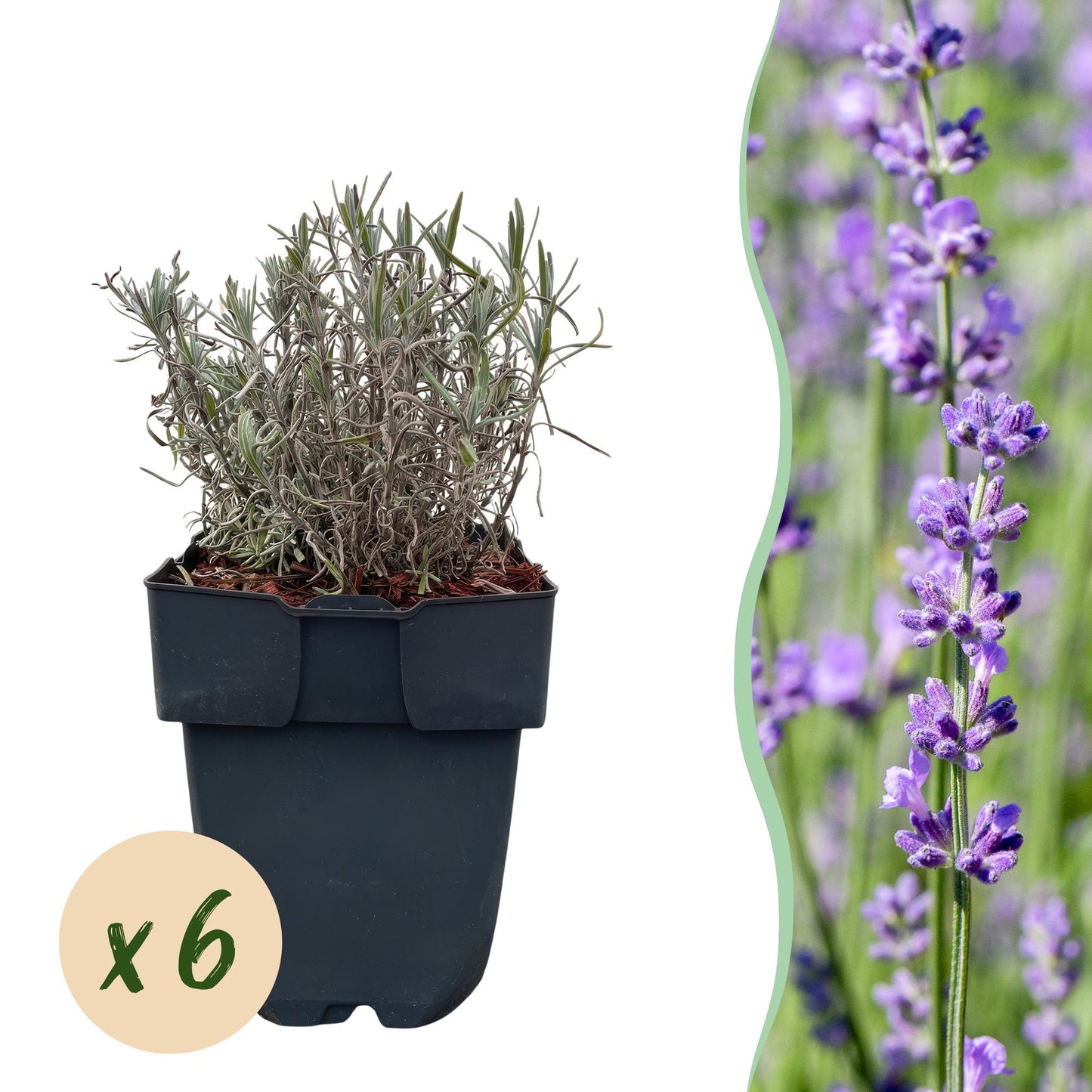 Echter Lavendel Lavandula angustifolia Hidcote – Heckenpflanze – Graues Blatt – 6 Pflanzen – 1  laufender Meter – Immergrün – 17 cm Höhe 30 cm – Duftpflanze & Bienenfreundlich 