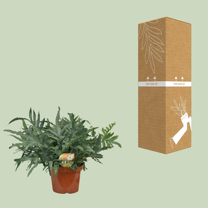 Phlebodium Blue Star - Ø26cm - ↕80cm 