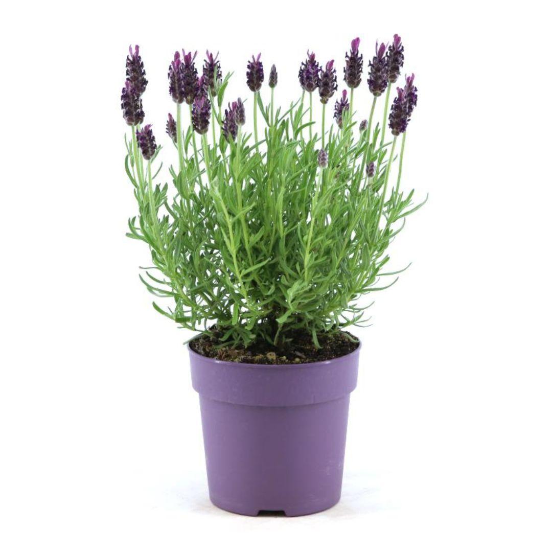 Echter Lavendel - Lavandula stoechas Anouk® - 12 cm Topf - Schopflavendel - 6 Stück
