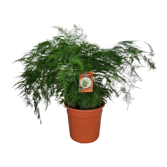 Spargelfarn – Asparagus Setaceus – Zimmerpflanze – Ø27cm – ↕70cm – Pflegeleicht & dekorativ – Luftreinigend 