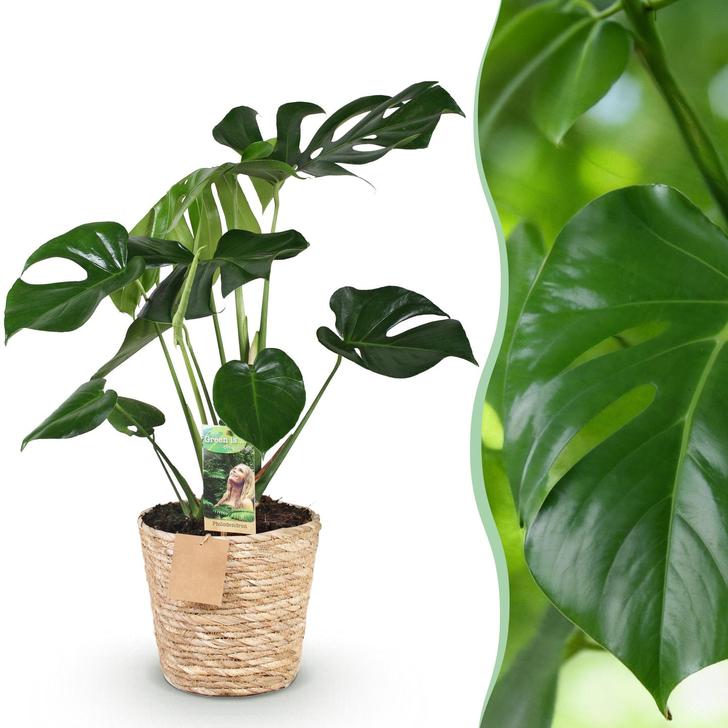Green boutiQ - Zimmerpflanzen - Monstera Deliciosa - Lochpflanze - Wenig Pflege - mit Korb - Grün - 1 Pflanze - Topf 17cm - Höhe 50-55cm 