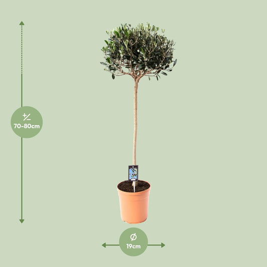 Olijf Olea - Ø19cm - ↕80cm 