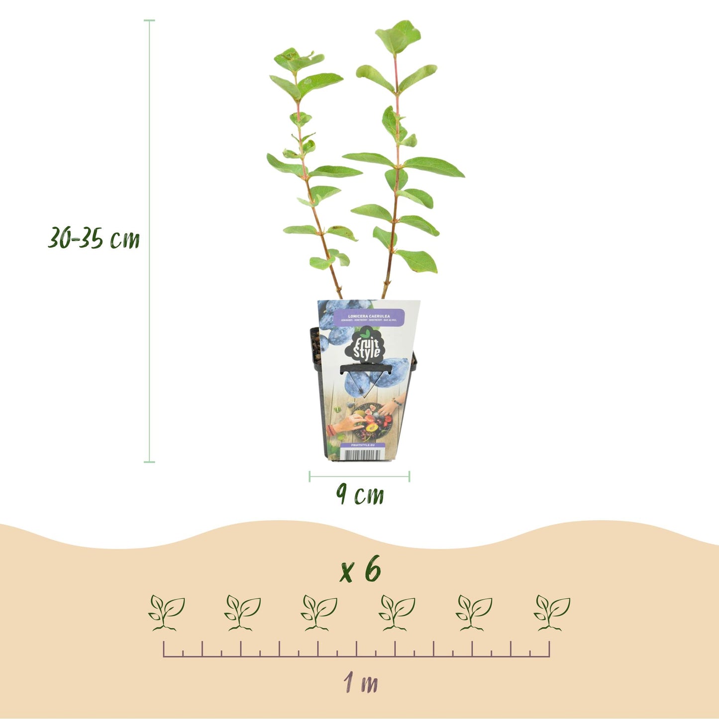 Honigbeere Lonicera caerulea Kamtschatica winterhart 3 Pflanzen Ø9cm – Blaue Beerenpflanze für Garten Beet Balkon & Terrasse 