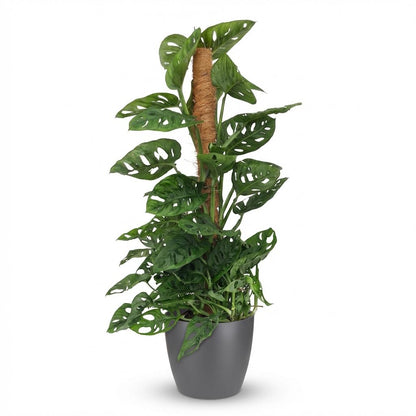 Monstera Adansonii Monkey Mask am Moosstab 90cm – Zimmerpflanze mit Lochblättern im Potter Grau Übertopf Ø19cm – Kletterpflanze pflegeleicht, tropischer Look für Wohnung & Büro 