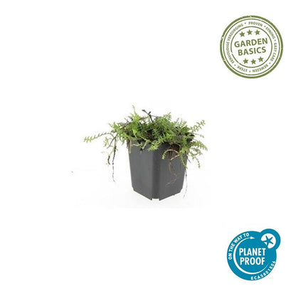 Fiederpolster - Leptinella squalida - ↕10-25cm - Ø9cm - 60 Stück – Immergrüner Bodendecker – Farnartige Blätter – Schattentolerant & Pflegeleicht