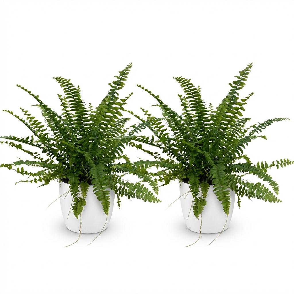 Green boutiQ - Zimmerpflanze - Nephrolepsis exaltata Green Lady - Farn - Haustierfreundliche Pflanze - Grün - 2 Pflanzen - mit Potter Weiß - Topf 12cm - Höhe 25cm 