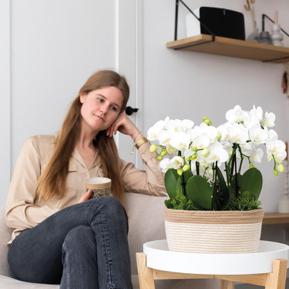 Kolibri Orchids | weißes Pflanzenset im Baumwollkorb inkl. Wassertank | drei weiße Orchideen Amabilis 9cm und drei Grünpflanzen | Dschungelstrauß weiß mit autarkem Wassertank 
