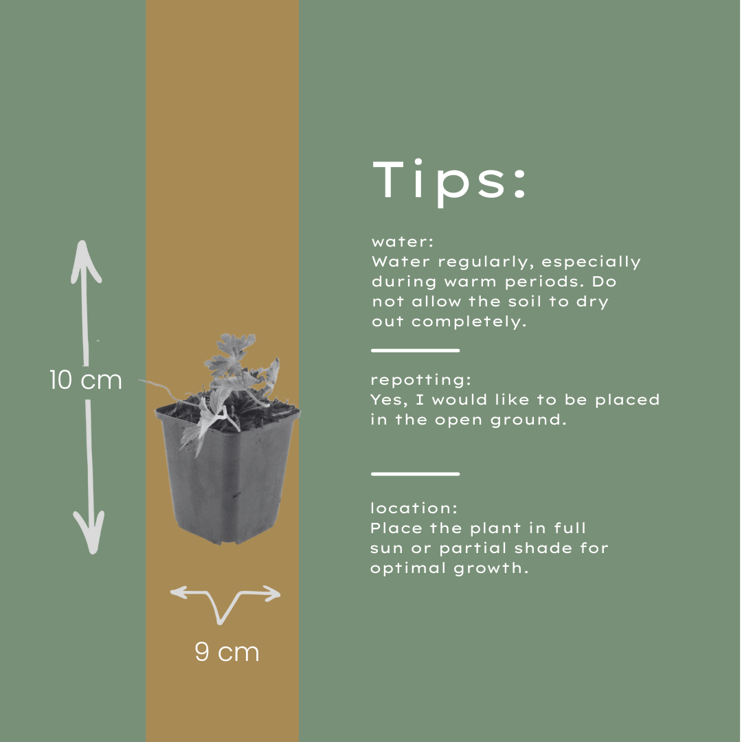 Geranium Azure Rush – 24 Pflanzen – Ø9cm – Höhe 10-25cm – Winterharte Staude – Hellblaue Blüten – Bodendecker für Beet, Steingarten & Kübel