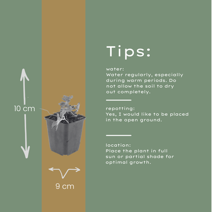 Geranium Azure Rush – 24 Pflanzen – Ø9cm – Höhe 10-25cm – Winterharte Staude – Hellblaue Blüten – Bodendecker für Beet, Steingarten & Kübel