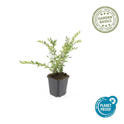 Immergrüne Kriech-Heckenkirsche Lonicera pileata – ↕10-25cm – Ø9cm – 6 Pflanzen – Bodendecker & niedrige Hecke – Pflegeleicht & Winterhart – Bienenfreundlich 