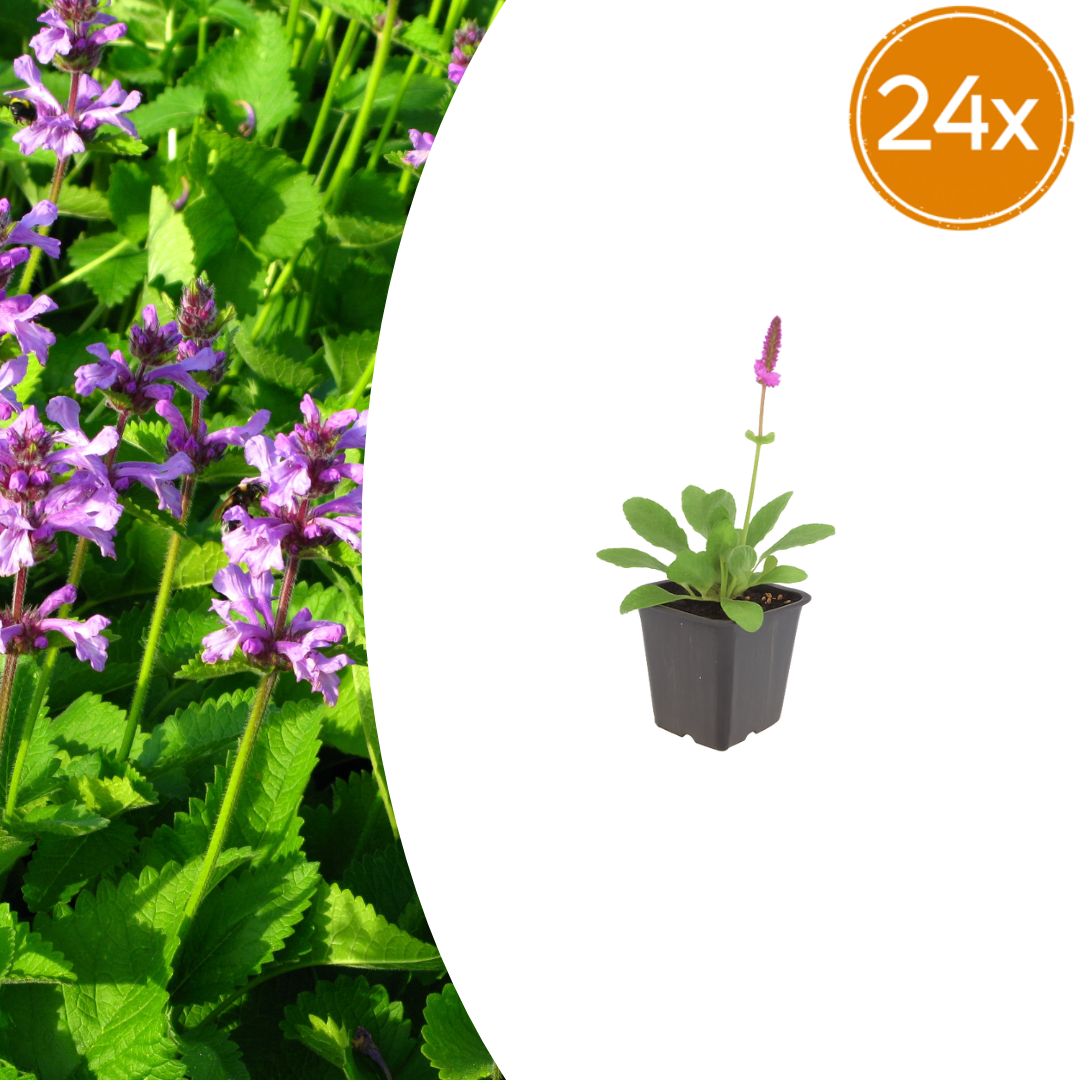 Stachys monieri Hummelo – 24 Pflanzen Ø9cm – Höhe10-25cm – Rosa Blütenstaude für Beet & Präriegarten – Bienenfreundlich winterhart – Pflegeleichte Flächenstaude - Oasis of Life