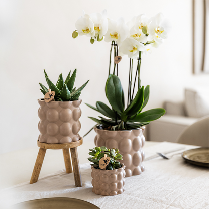 Kolibri Orchids | Pflanzenset Cotton Sand | Grüne Pflanzen mit Weißer Phalaenopsis-Orchidee Ghent in Keramischen Ziertöpfen 