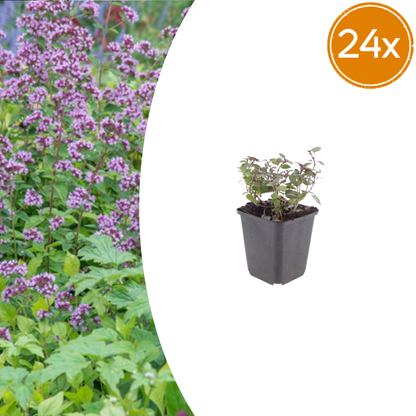 Origanum laevigatum Herrenhausen – 24 Pflanzen – Ø9cm – Höhe 10-25cm – Winterharter Zieroregano – Bienenfreundlich – Für Beet, Steingarten & Präriegarten