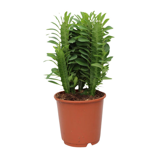 Euphorbia Trigona – Wolfsmilch – Zimmerpflanze – Ø12cm – ↕40cm – Sukkulente – Pflegeleicht & robust – Für hellen Halbschatten