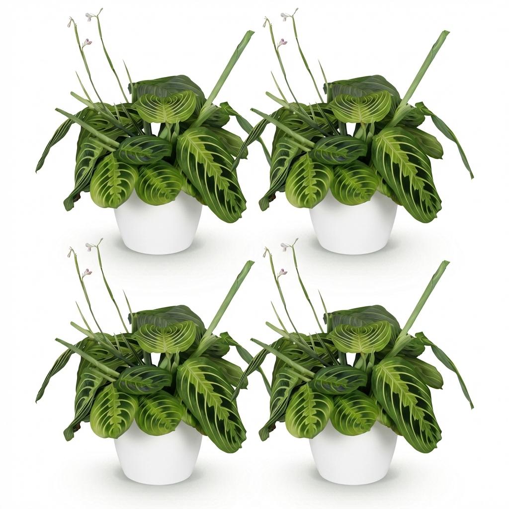 Green boutiQ - Zimmerpflanze - Maranta Fascinator Lemon Lime - Gebetspflanze - Haustierfreundliche Pflanze - Grün - 4 Pflanzen - mit Potter Weiß - Topf 12cm - Höhe 25cm 