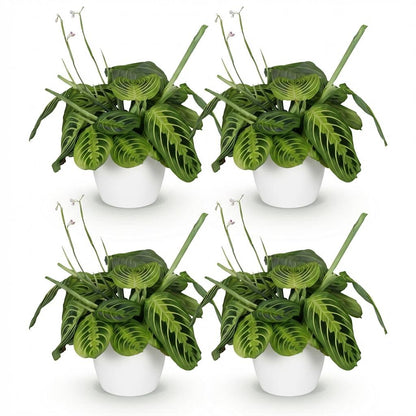 Green boutiQ - Zimmerpflanze - Maranta Fascinator Lemon Lime - Gebetspflanze - Haustierfreundliche Pflanze - Grün - 4 Pflanzen - mit Potter Weiß - Topf 12cm - Höhe 25cm 