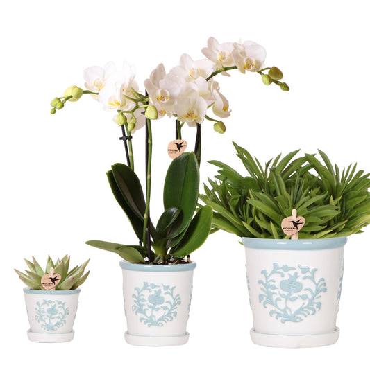 Pflanzenset Weiße Phalaenopsis-Orchidee Amabilis & Sukkulenten – Dekorative Malaga-Keramiktöpfe – Elegantes Indoor-Arrangement 