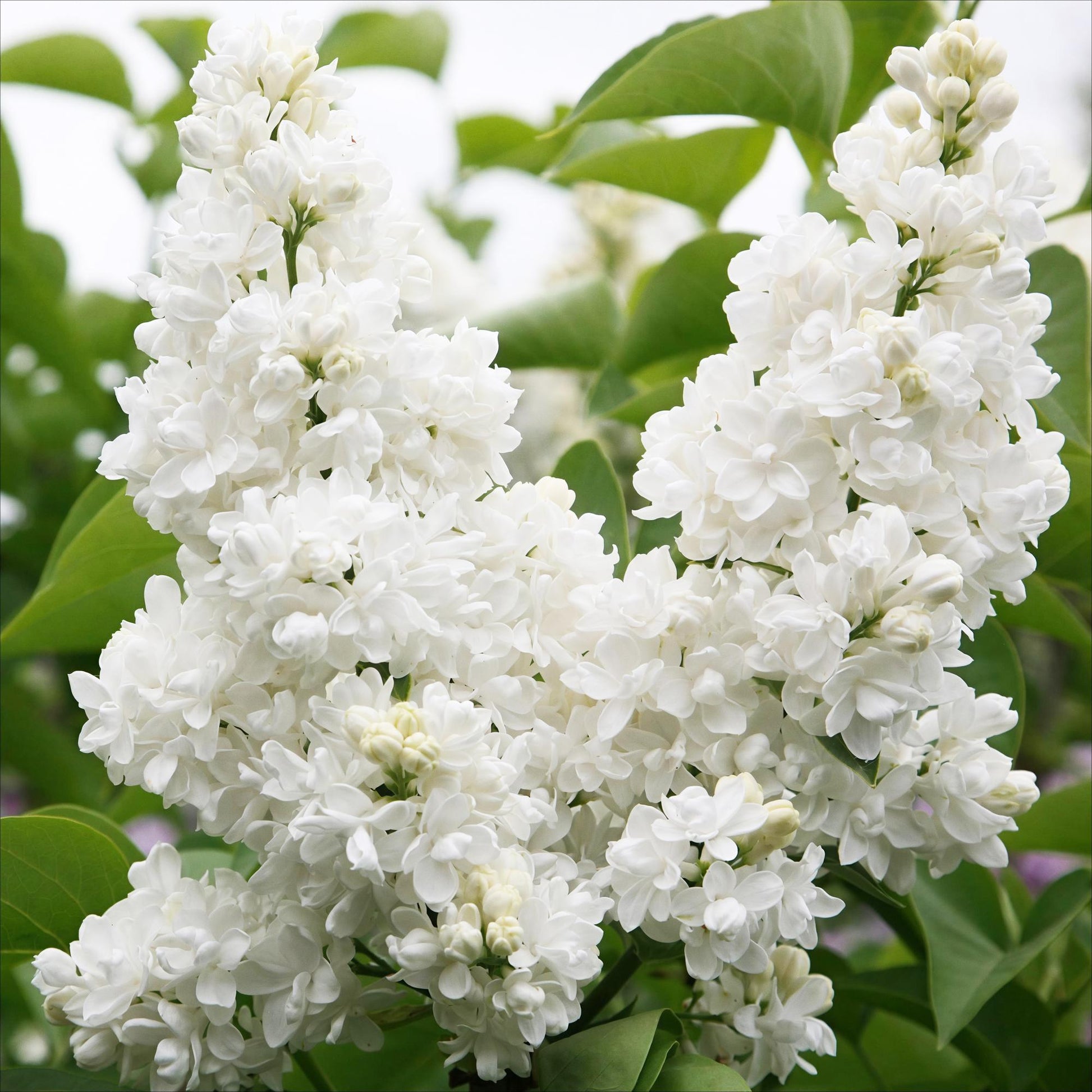 Green boutiQ - Garden Plant - Syringa vulgaris Mme Lemoine - Common Lilac - Hardy - White - 1 Plant - Pot 17cm - Height 45cm 