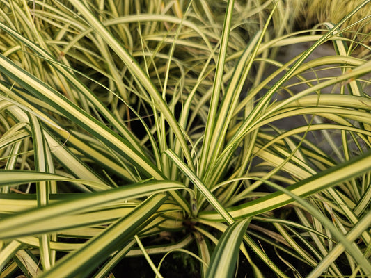 Carex oshimensis 'Evergold' – 24 Pflanzen – ↕10-25cm – Ø9cm – Winterhartes Ziergras – Goldgrünes Laub – Pflegeleicht – Für Schattige Bereiche