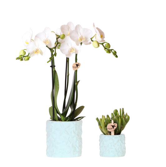 Pflanzenset Star Fish Blau – Weiße Phalaenopsis Orchidee & Sukkulente – inkl. stilvolle Keramik-Ziertöpfe – Geschenkidee – dekorativ & pflegeleicht – Zimmerpflanzen-Set
