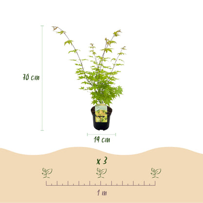 Japanischer Ahorn – Acer palmatum 'Summergold' – 2 Pflanzen – ca. 70 cm hoch – Ø19 cm – gelb-orangefarbene Blätter – Balkon- & Gartenpflanze 