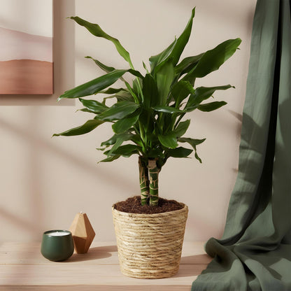 Green boutiQ - Zimmerpflanzen - Dracaena fragrans Steudneri - Drachenblutbaum - Wenig Pflege - mit Korb - Grün - 1 Pflanze - Topf 17cm - Höhe 50-55cm 