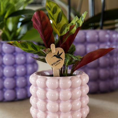 Kolibri Home | Poppy Ziertopf - Pink - Ø6cm 