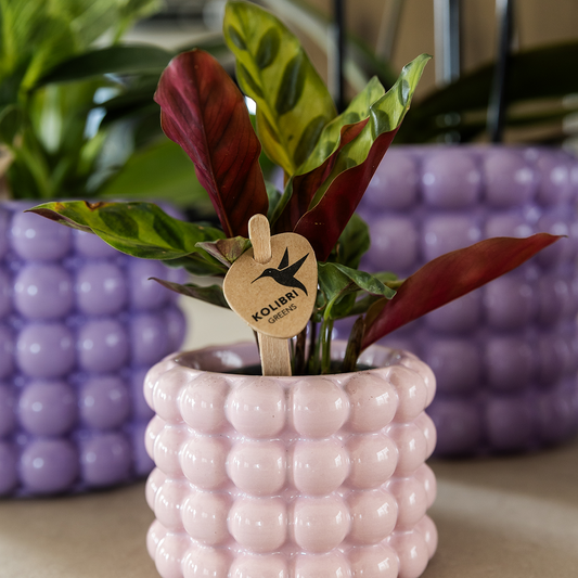 Kolibri Home | Poppy Ziertopf - Pink - Ø6cm 