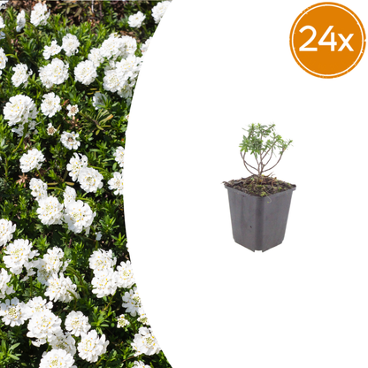 Iberis sempervirens Schneeflocke – 24 Pflanzen – Ø9cm – Höhe 10-25cm – Winterharte Bodendecker Staude – Weiße Frühlingsblüte – Immergrün für Beet & Steingarten