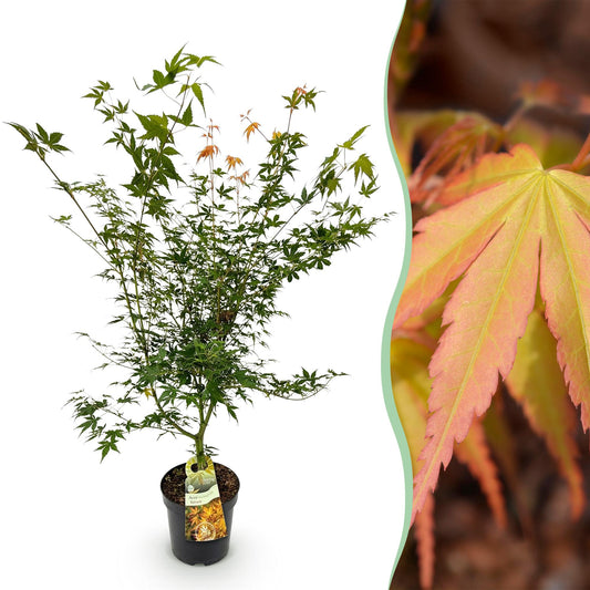 Green boutiQ - Gartenpflanze - Acer palmatum Katsura - Japanischer Ahorn - Laubabwerfend - Grün - 1 - Topf 26cm - Höhe 90cm 