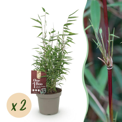 GreenboutiQ - Bambus - Fargesia Red Dragon - Grün - 2 Pflanzen - Immergrün - Nicht Ausbreitend - Topf 14cm Höhe 35cm 