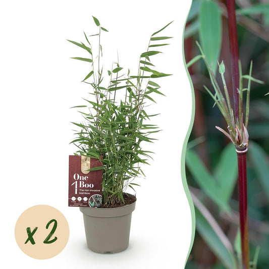 GreenboutiQ - Bambus - Fargesia Red Dragon - Grün - 2 Pflanzen - Immergrün - Nicht Ausbreitend - Topf 14cm Höhe 35cm 