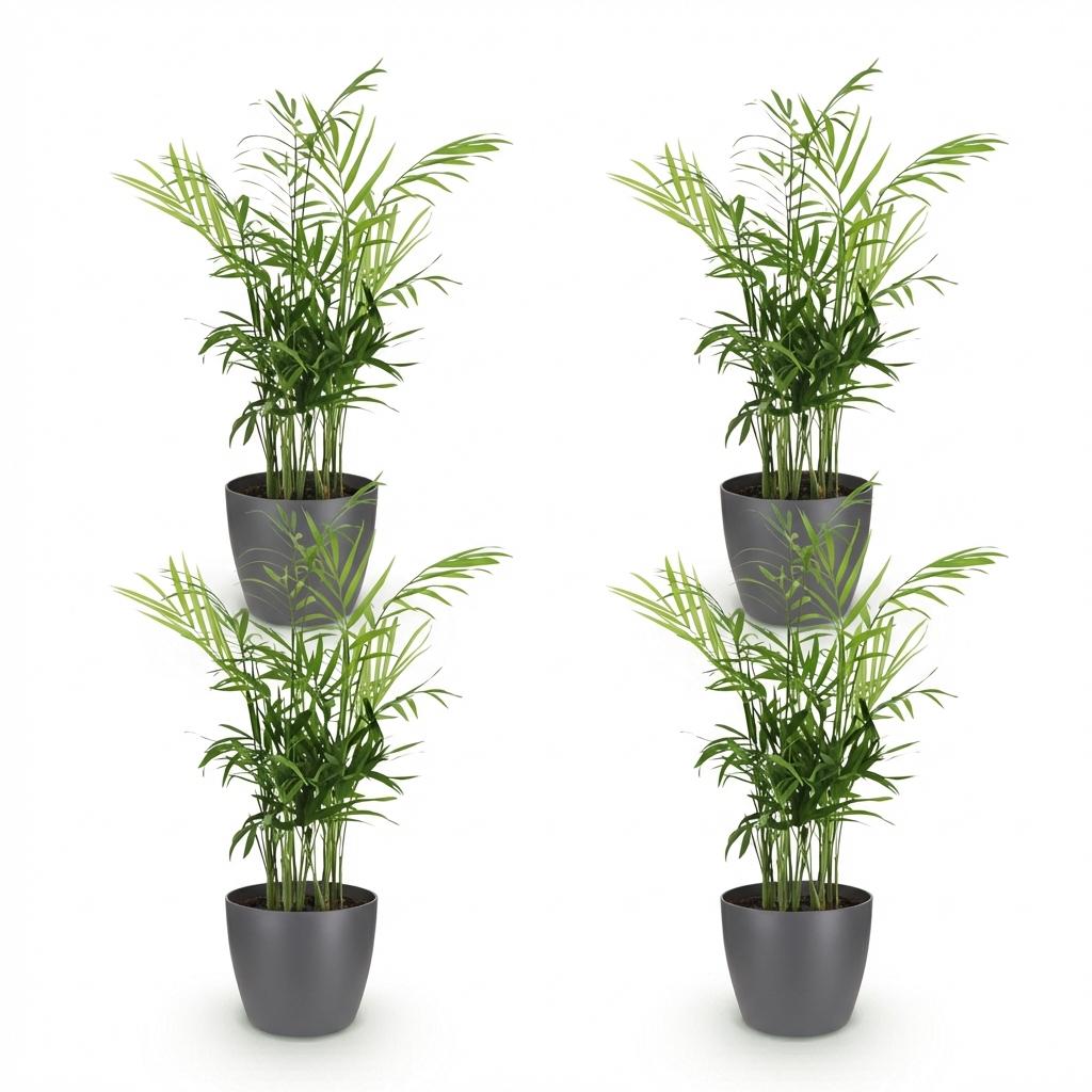 Green boutiQ - Zimmerpflanze - Chamaedorea elegans - Goldpalme - Haustierfreundliche Pflanze - Grün - 4 Pflanzen - mit Potter Grau - Topf 12cm - Höhe 15cm 