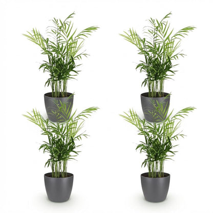 Green boutiQ - Zimmerpflanze - Chamaedorea elegans - Goldpalme - Haustierfreundliche Pflanze - Grün - 4 Pflanzen - mit Potter Grau - Topf 12cm - Höhe 15cm 
