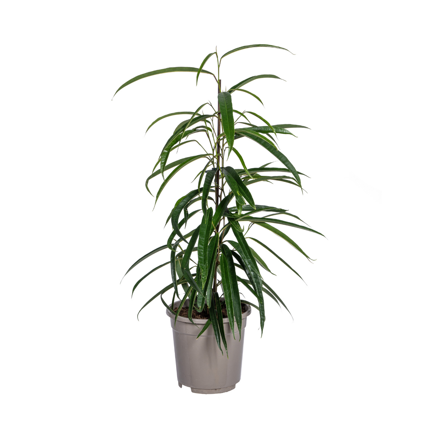 Ficus Binnendijkii Alii Ø17cm - ↕60 - 80cm 
