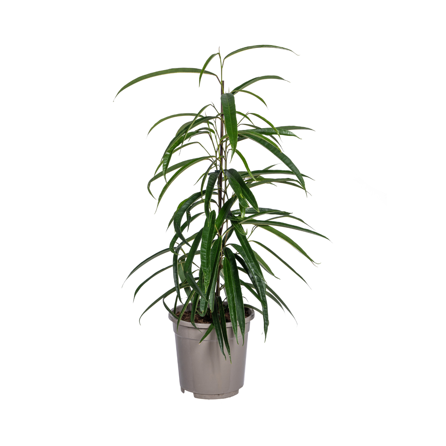 Ficus Binnendijkii Alii Ø17cm - ↕60 - 80cm 