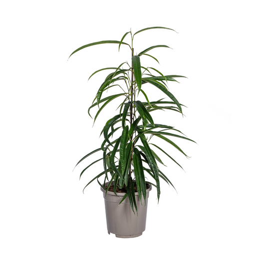 Ficus Binnendijkii Alii Ø17cm - ↕60 - 80cm 